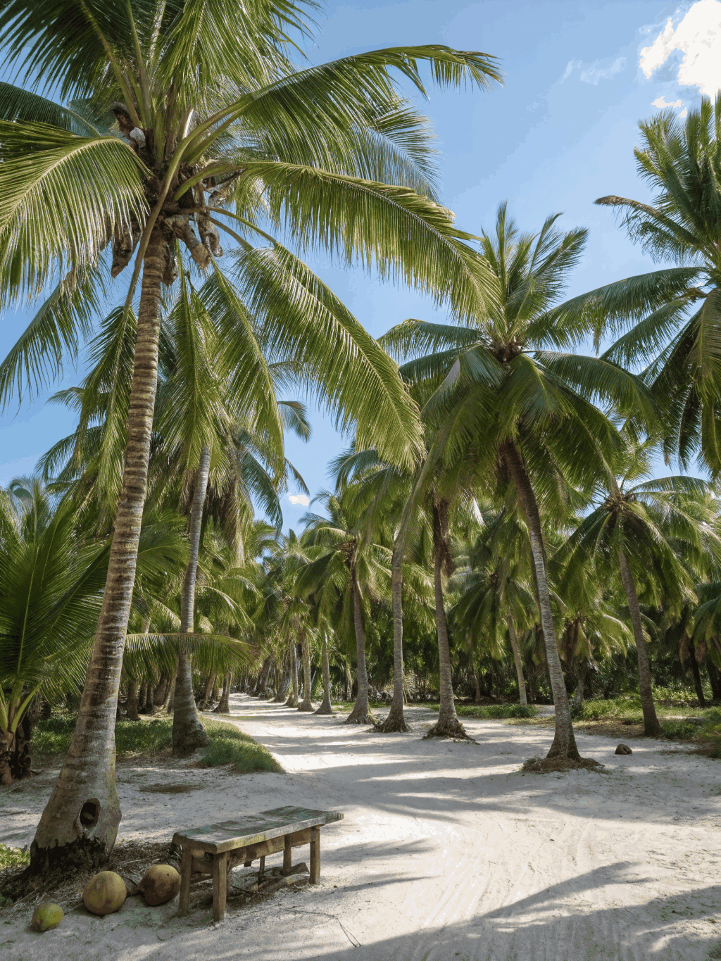 Lush coconut groves swaying in the coastal breeze